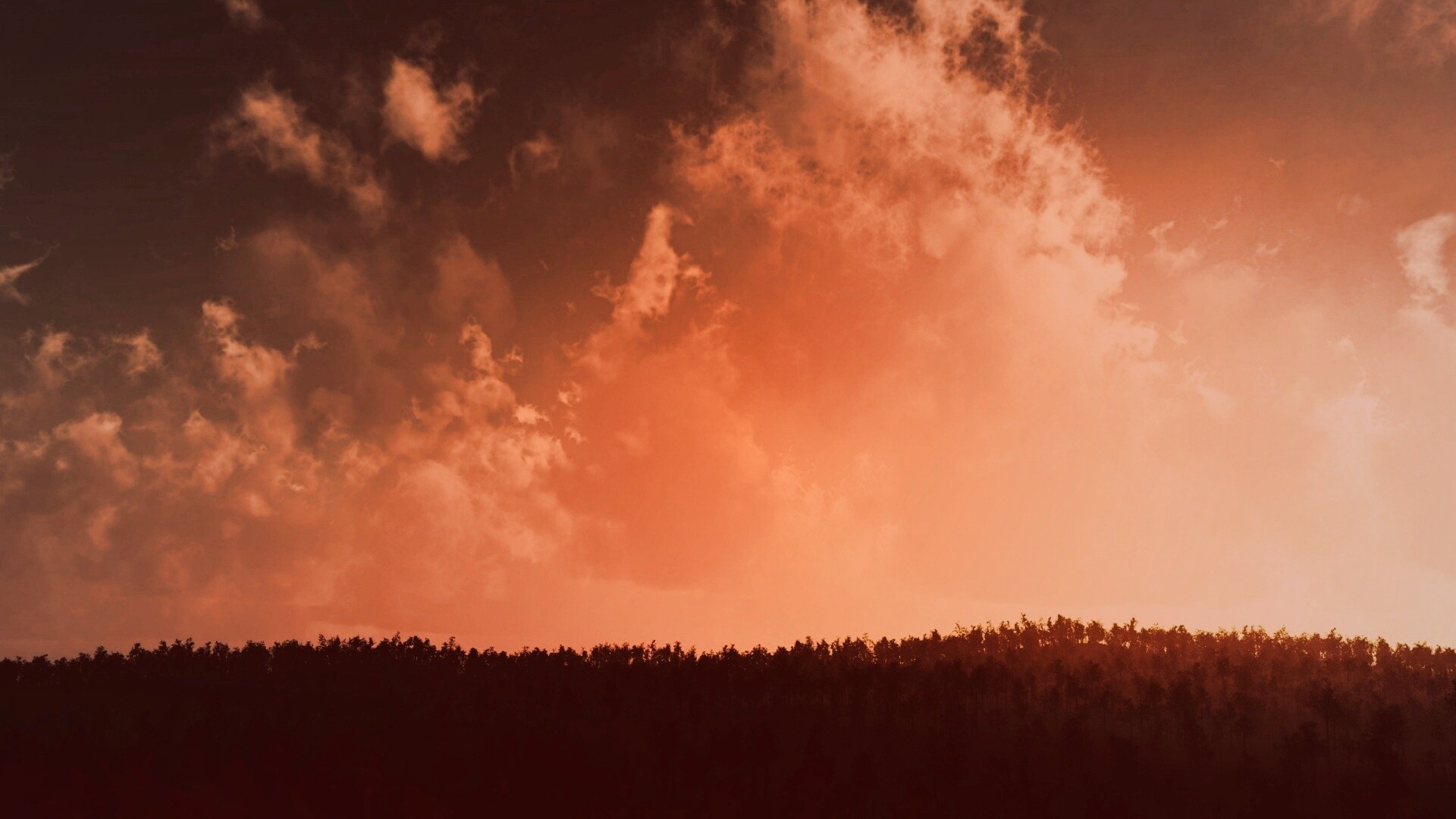 Закат над лесом обои