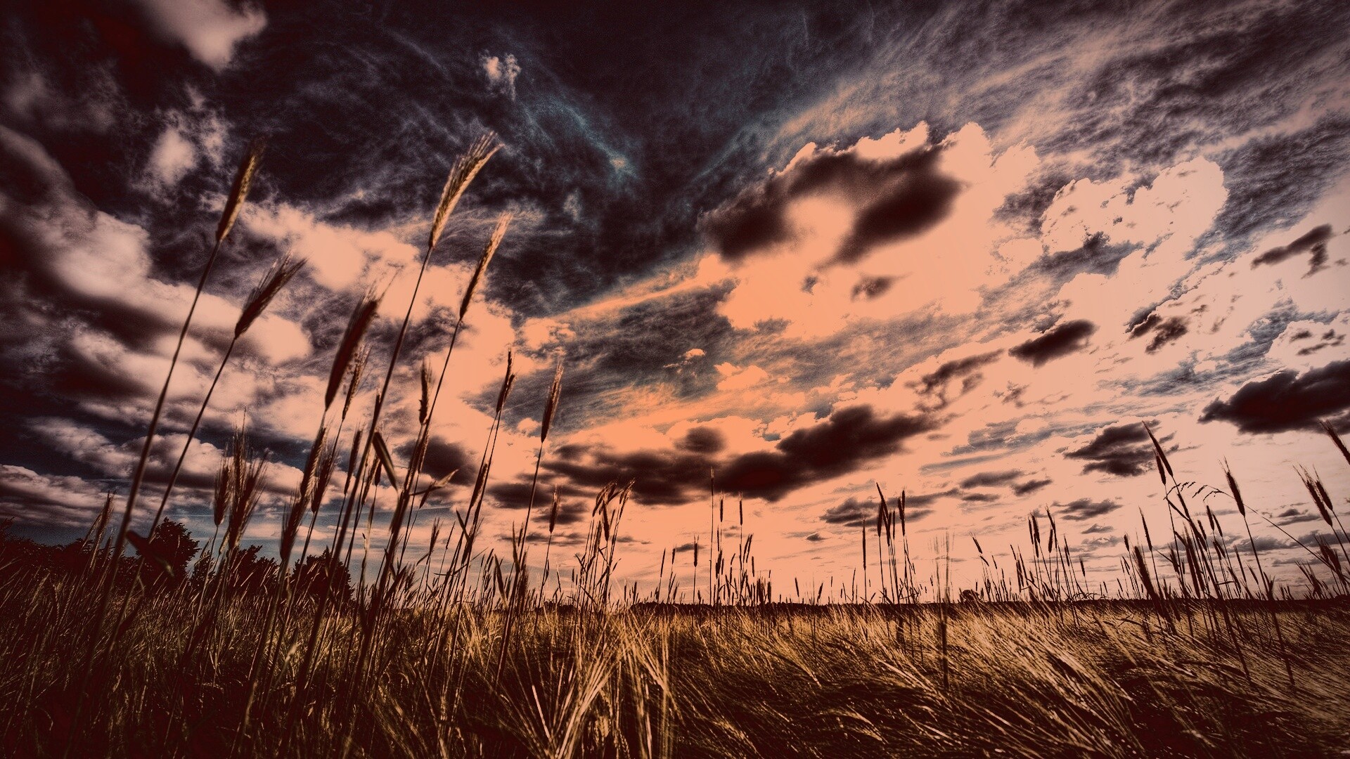 HDR Поле обои