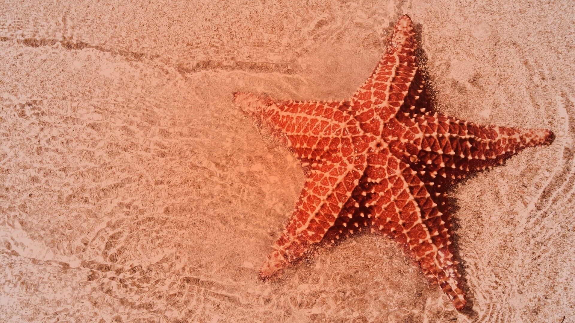Морская звезда обои