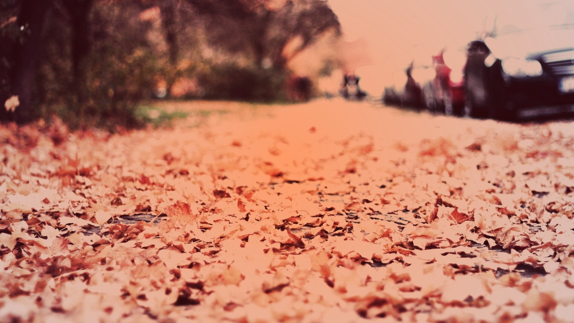 Осенние листья обои