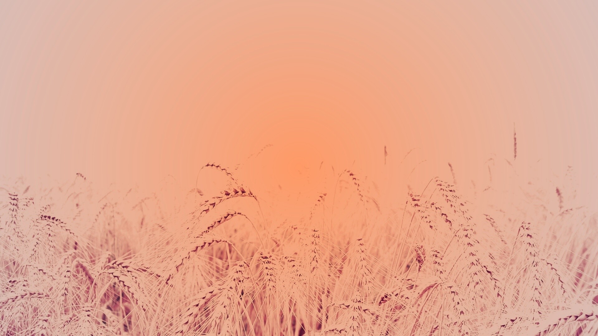 Поле колосьев обои