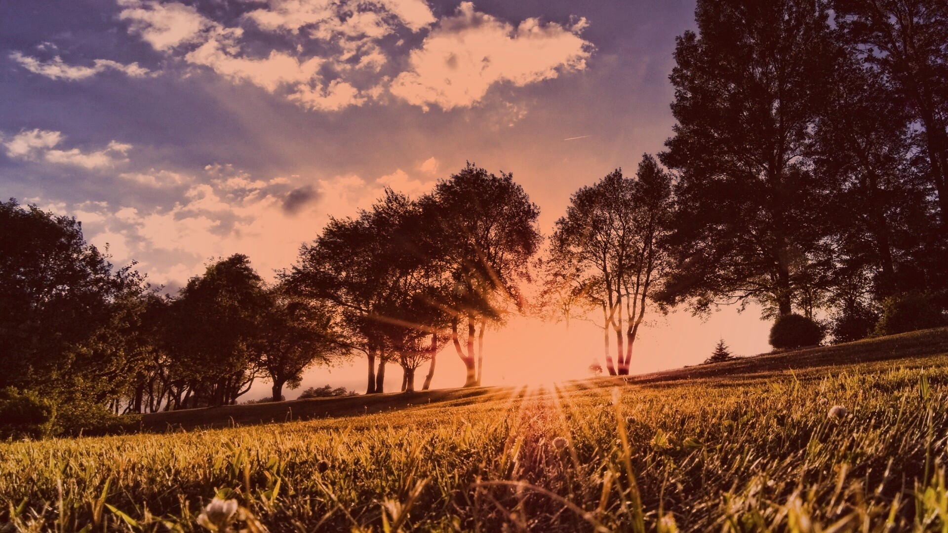 Лучи солнца на траве обои