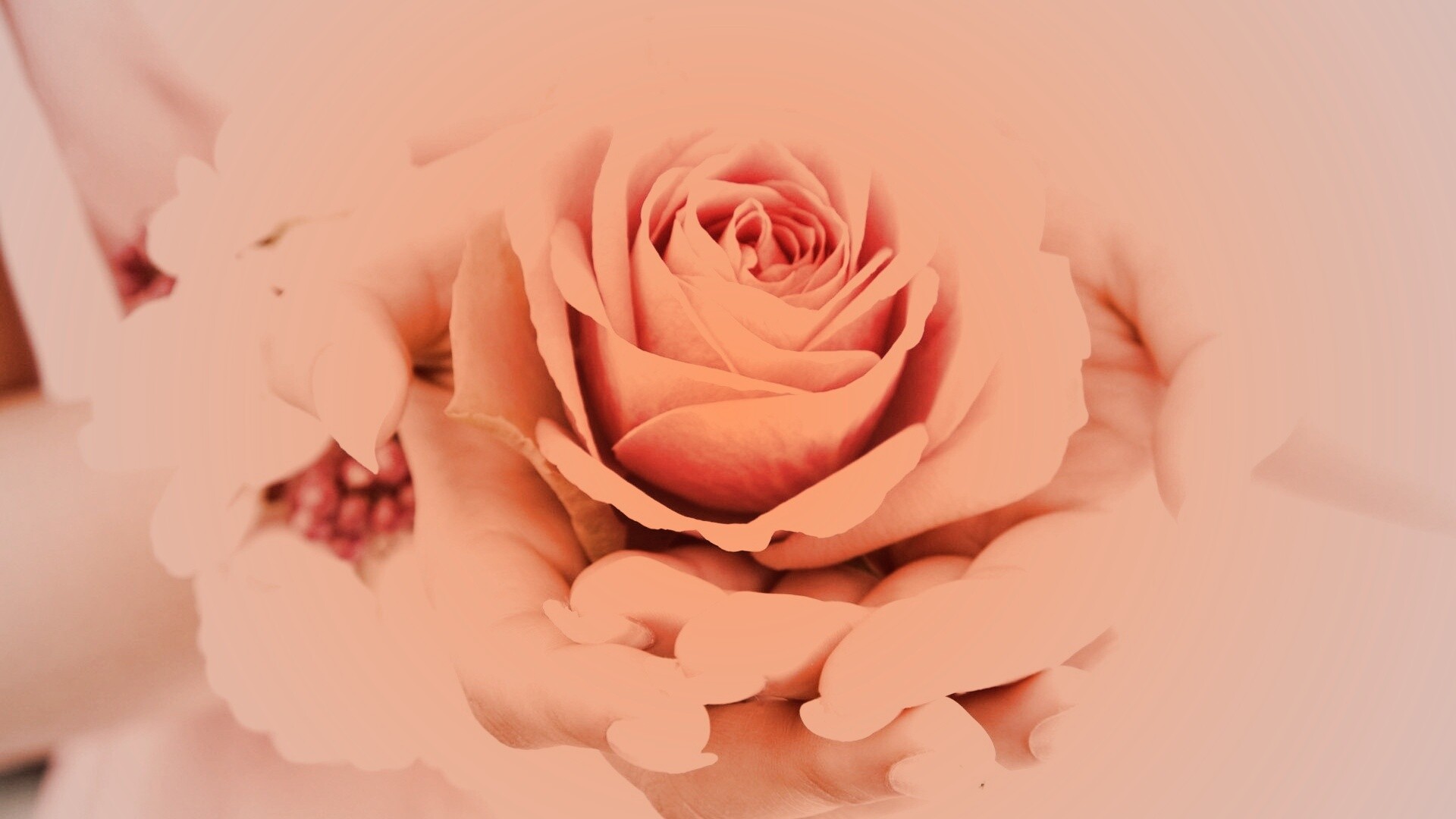 Роза в женских руках обои