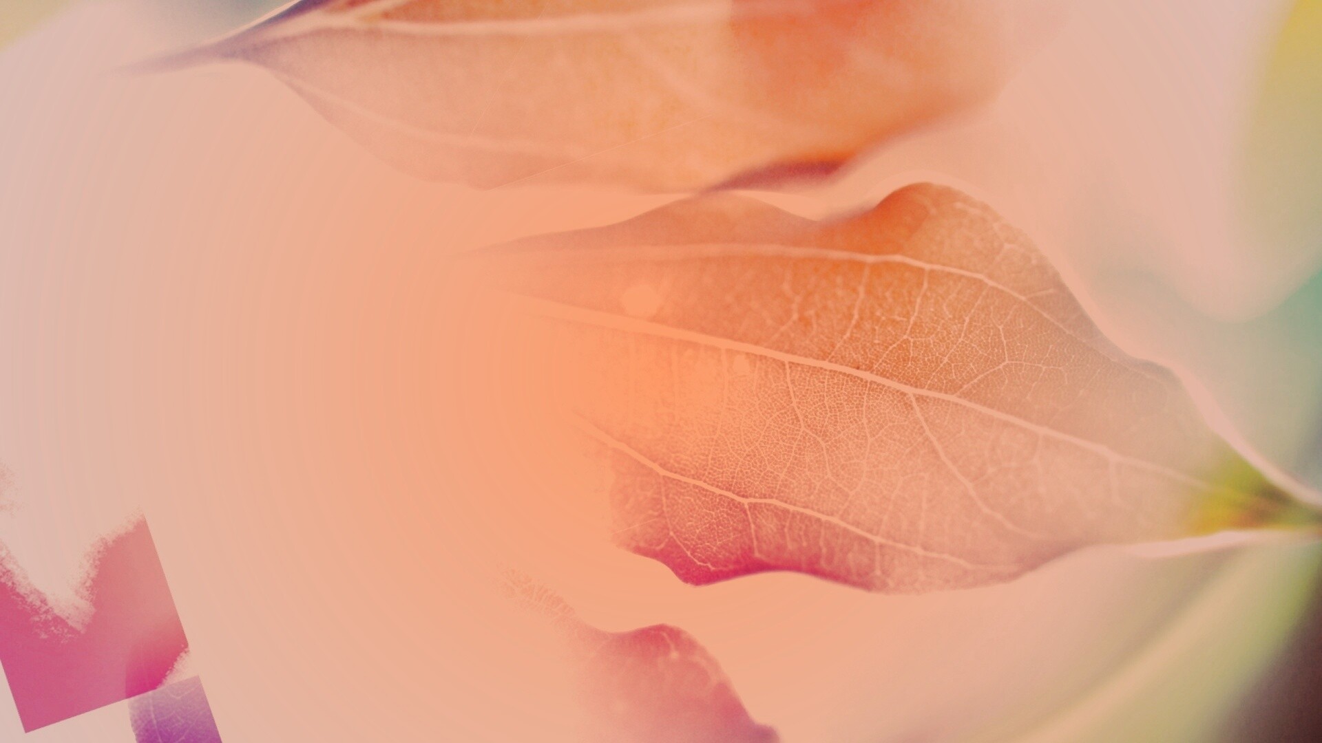 Радужные листья обои