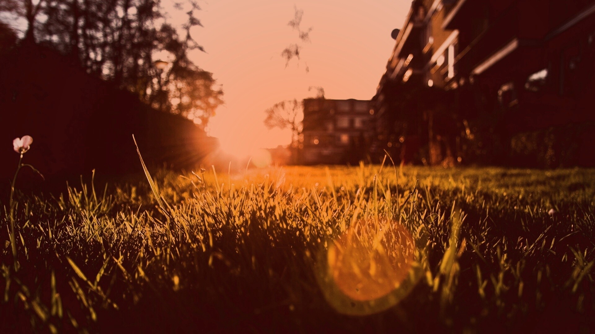 Трава во дворе обои