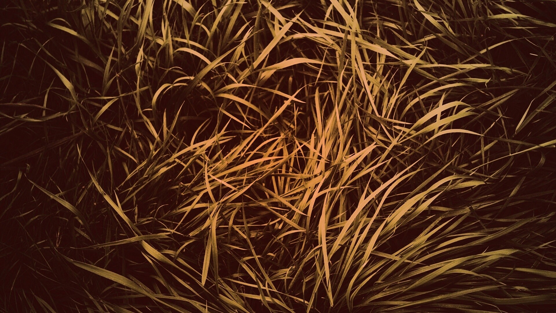 Блеклая трава обои