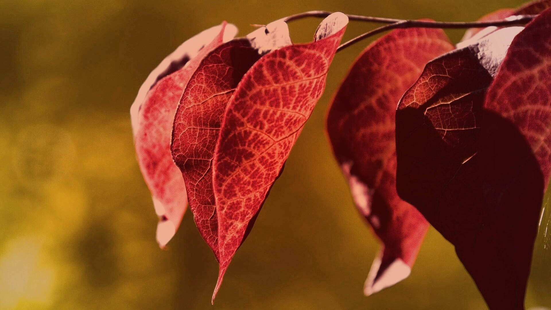 Ветка красных листьев обои