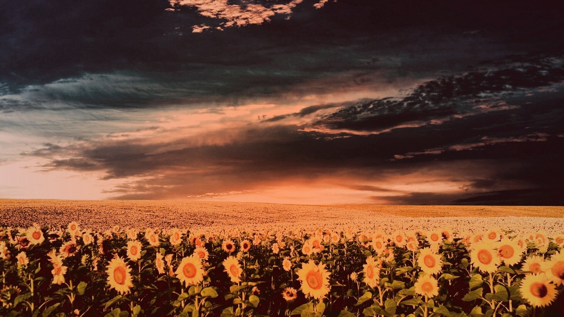 Целое поле подсолнухов обои