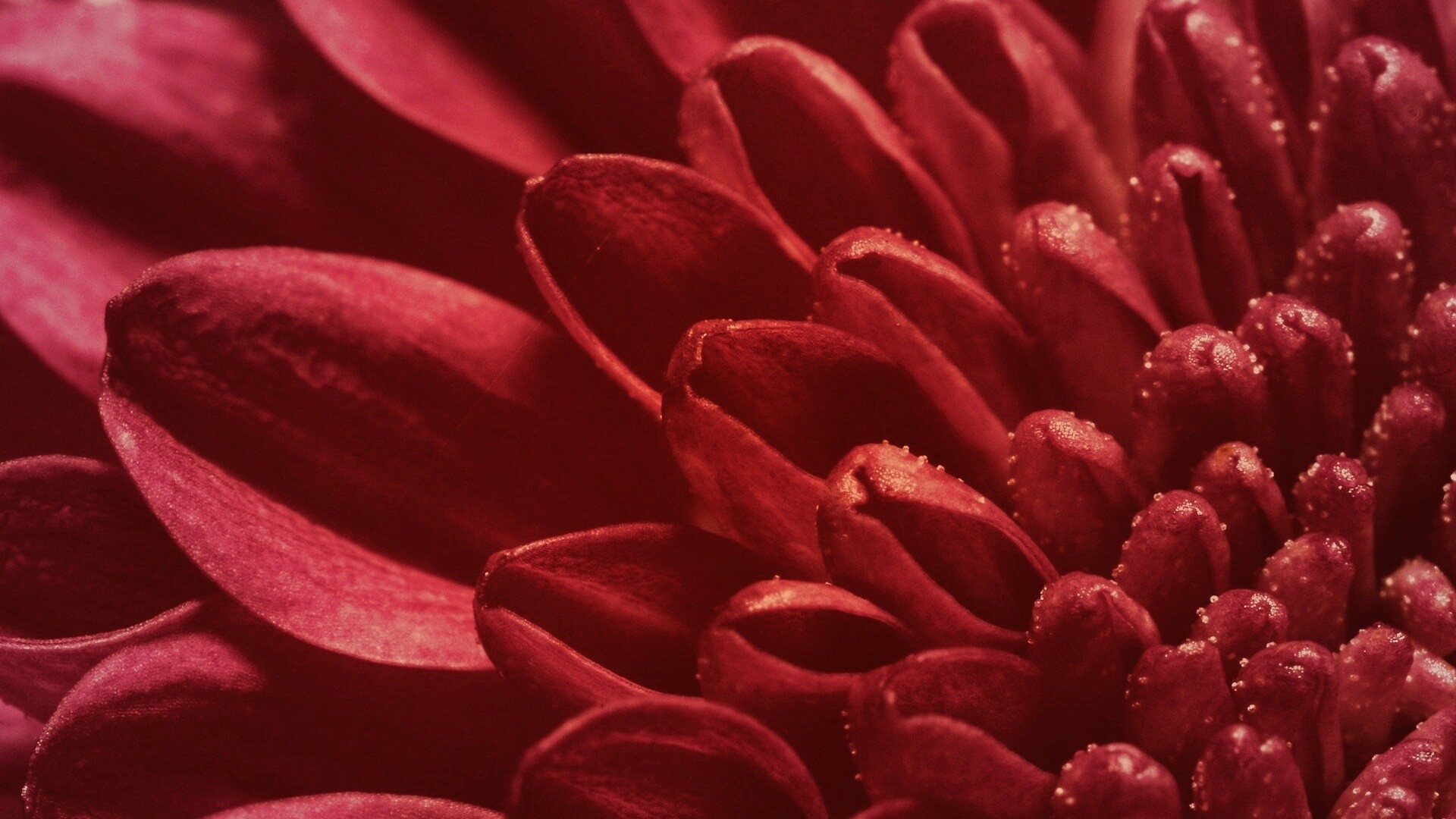 Лепестки хризантемы обои