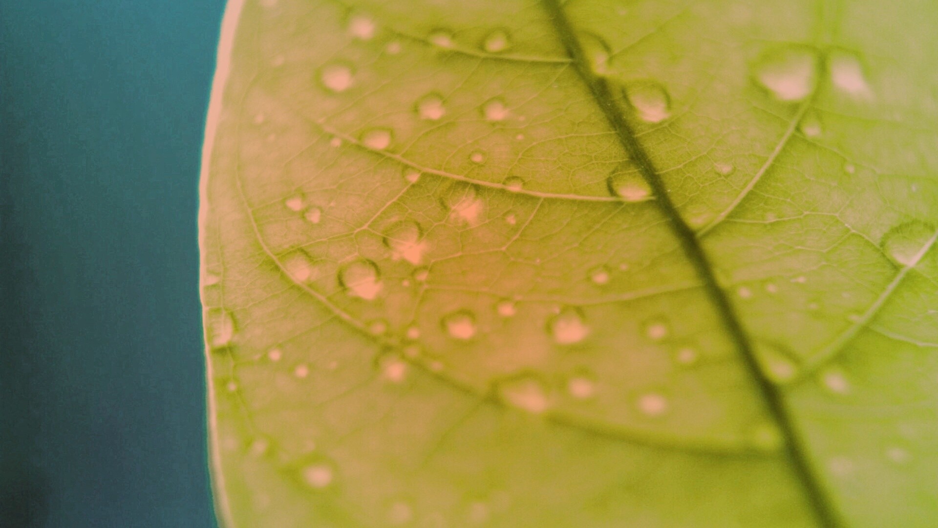 Зеленый листик в макро обои