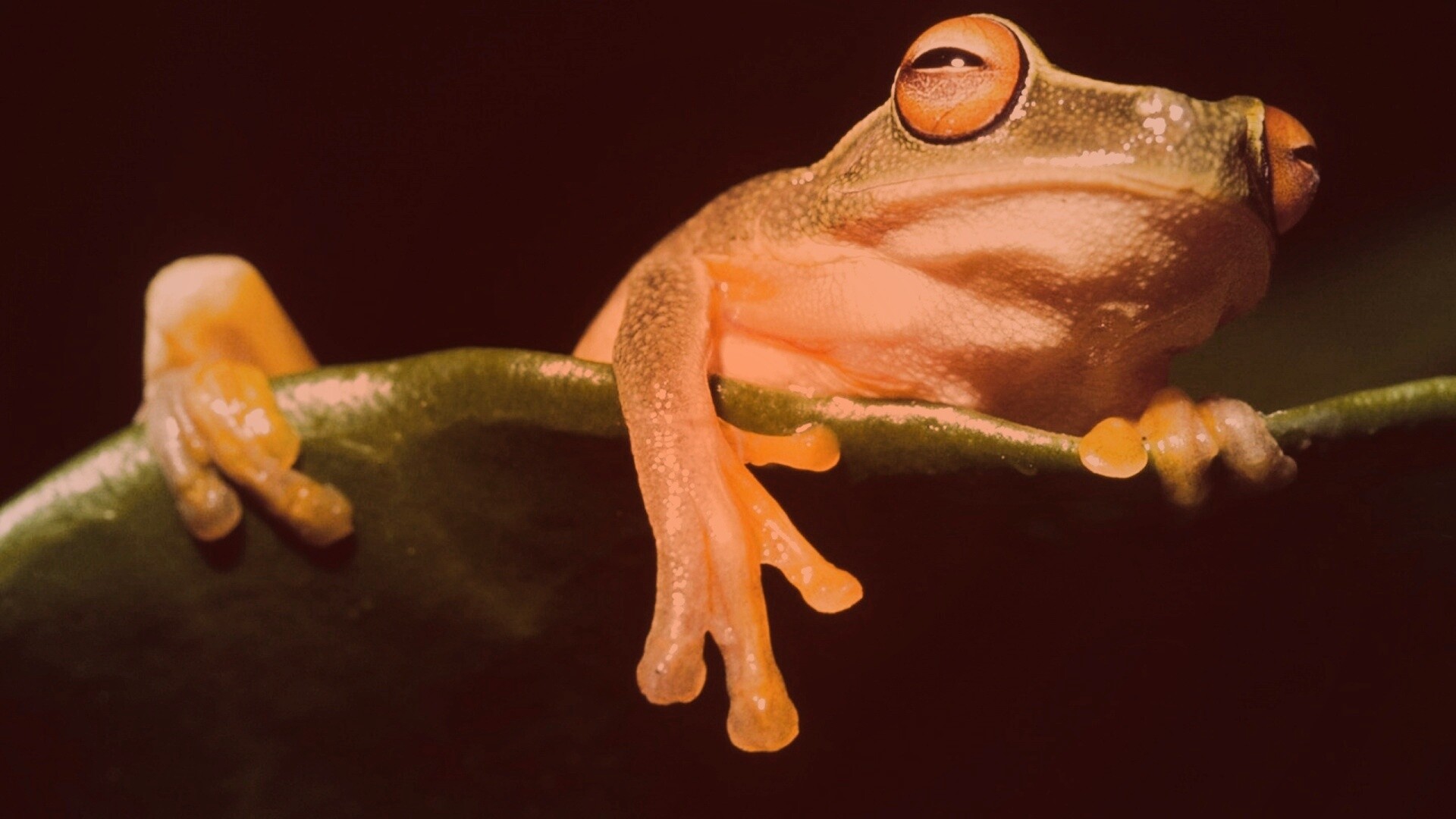 Лягушка на отдыхе обои