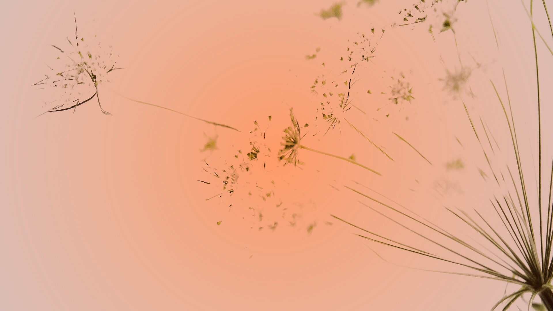 Цветы в макро обои