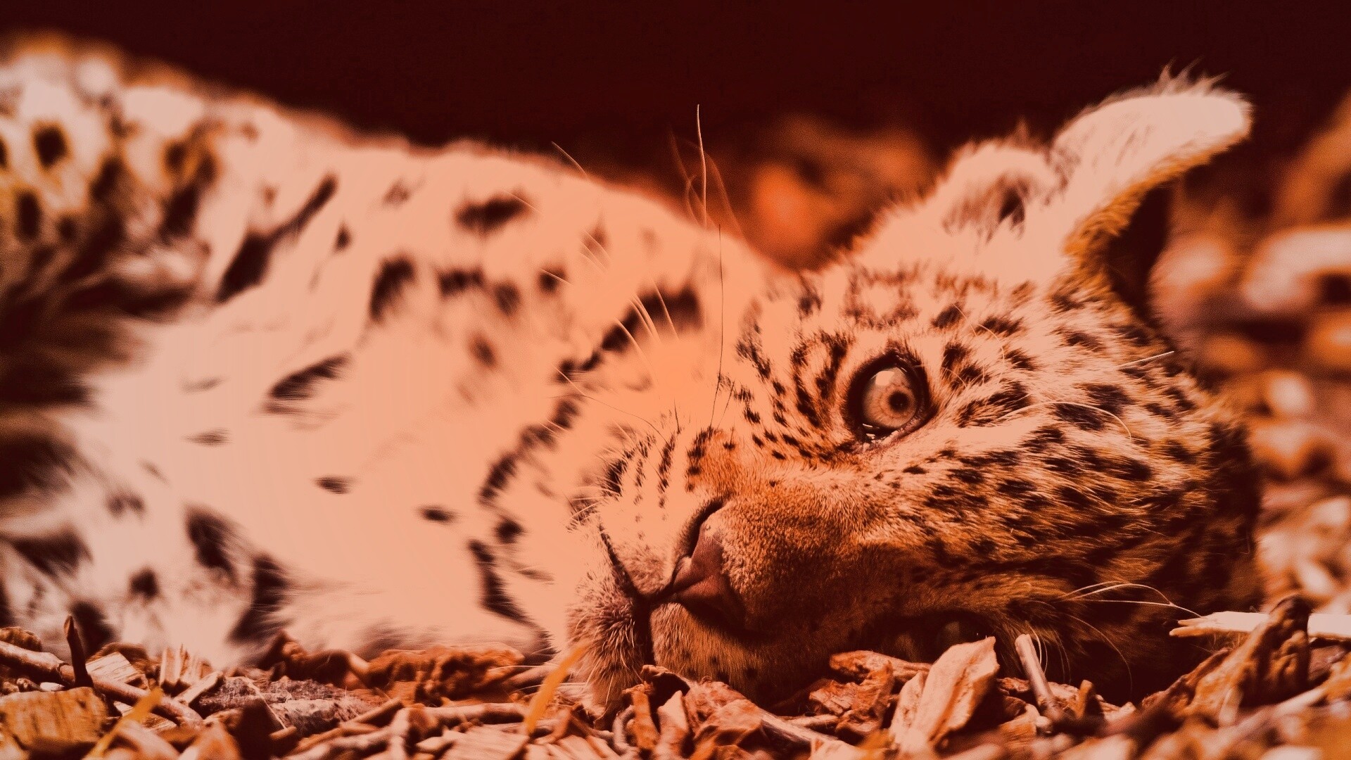 Гепард котенок обои