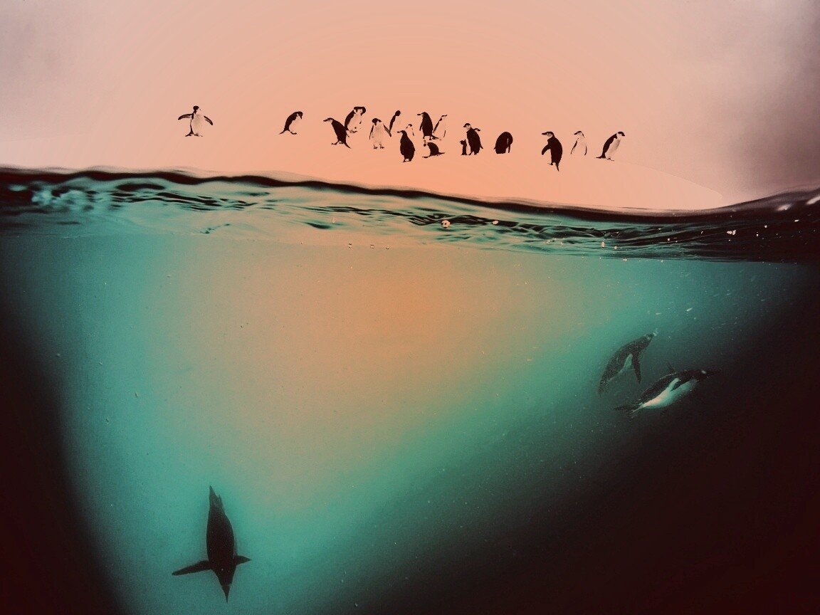 Пингвины обои