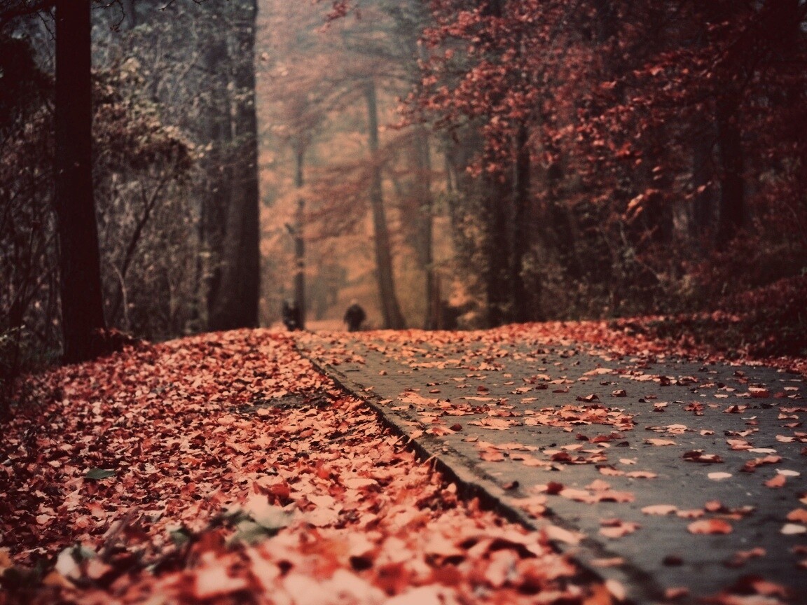 Осенняя дорога обои