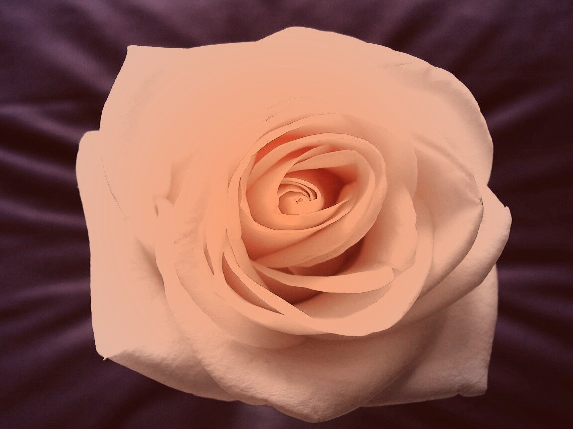 Белая роза обои