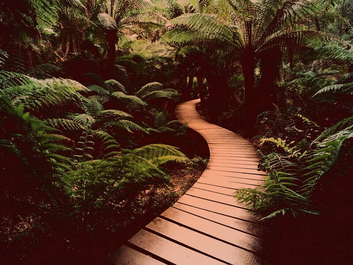 Дорожка в зарослях обои