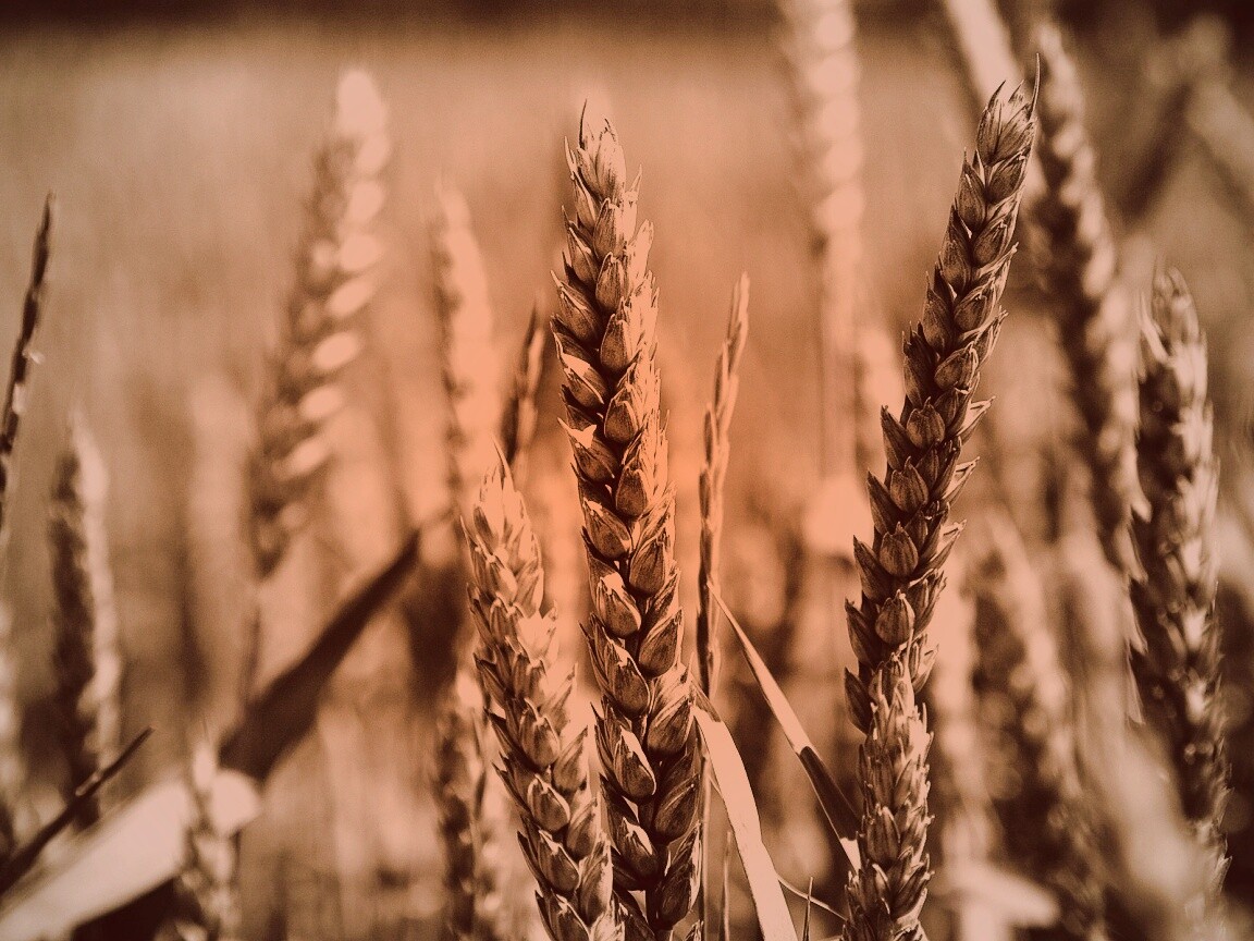 Молодые пшеничные колосья обои