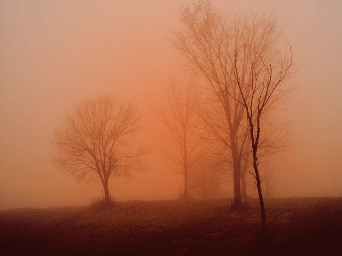 Деревья в тумане обои