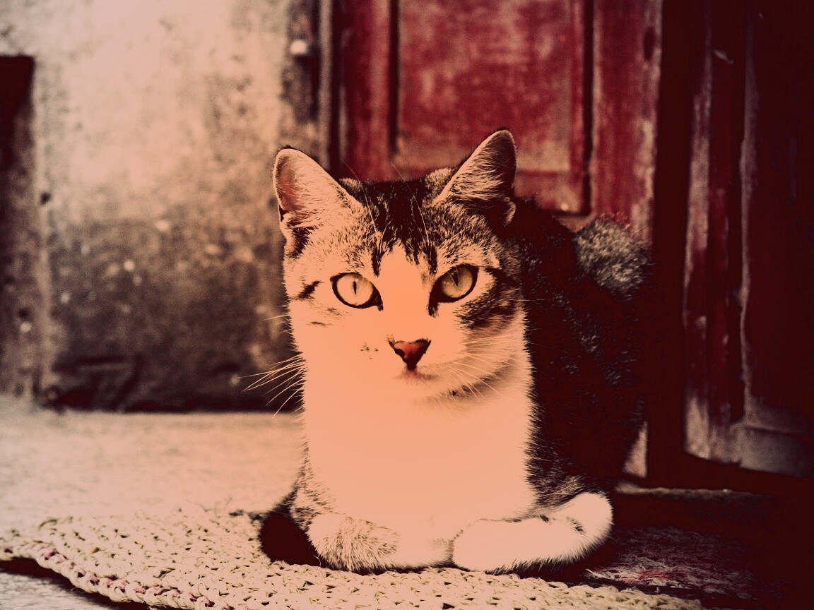 Кошечка на подстилке обои