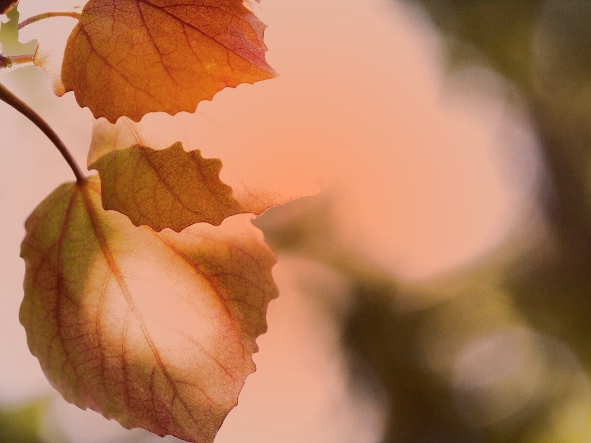 Макро фото осенней листвы обои