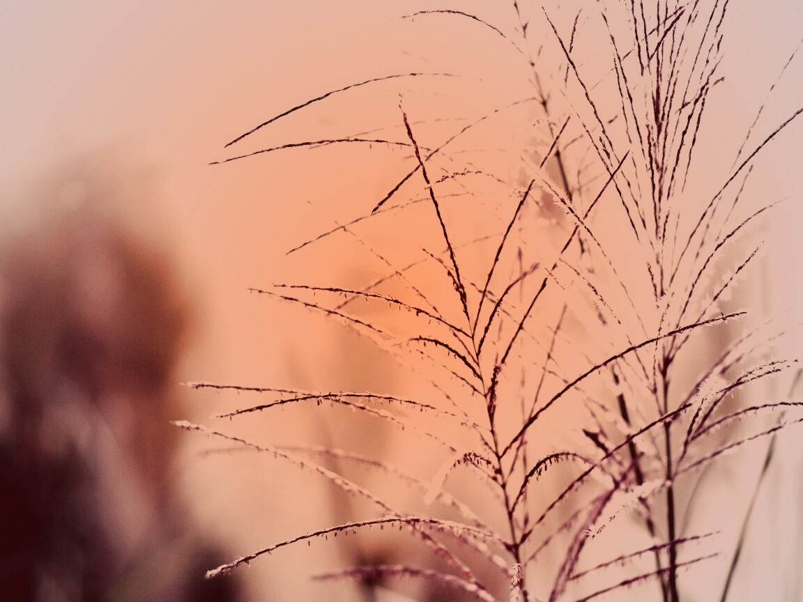 Макро фото растения обои