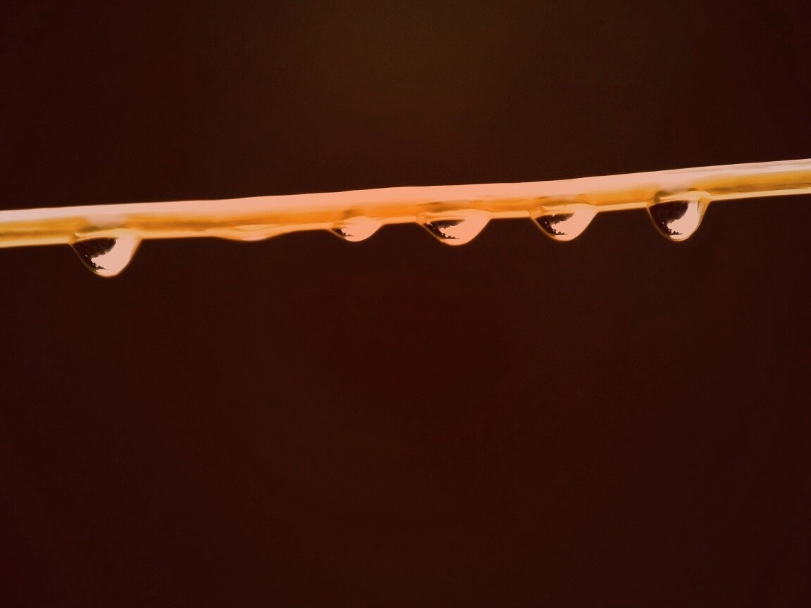 Капли на соломинке обои