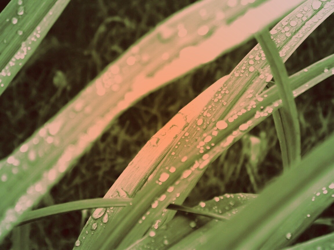 Роса на траве обои