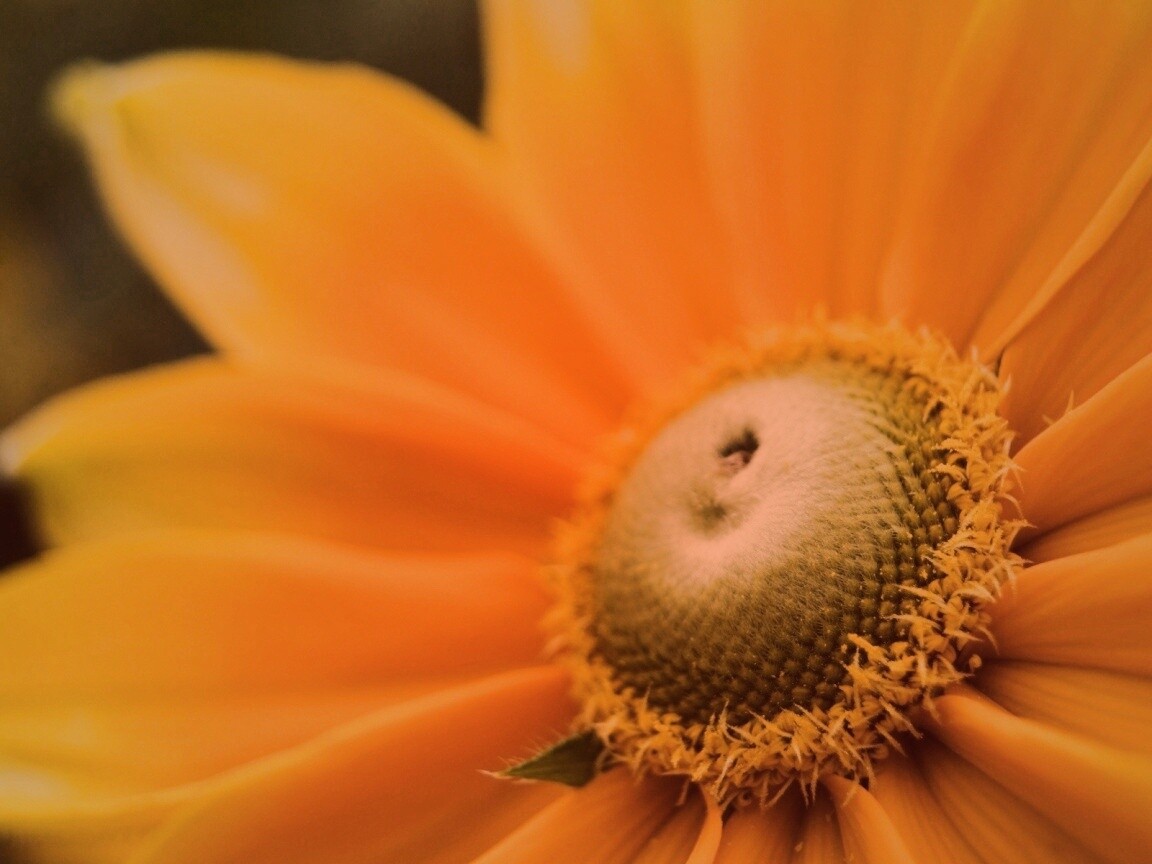 Недозрелый цветок подсолнечника обои