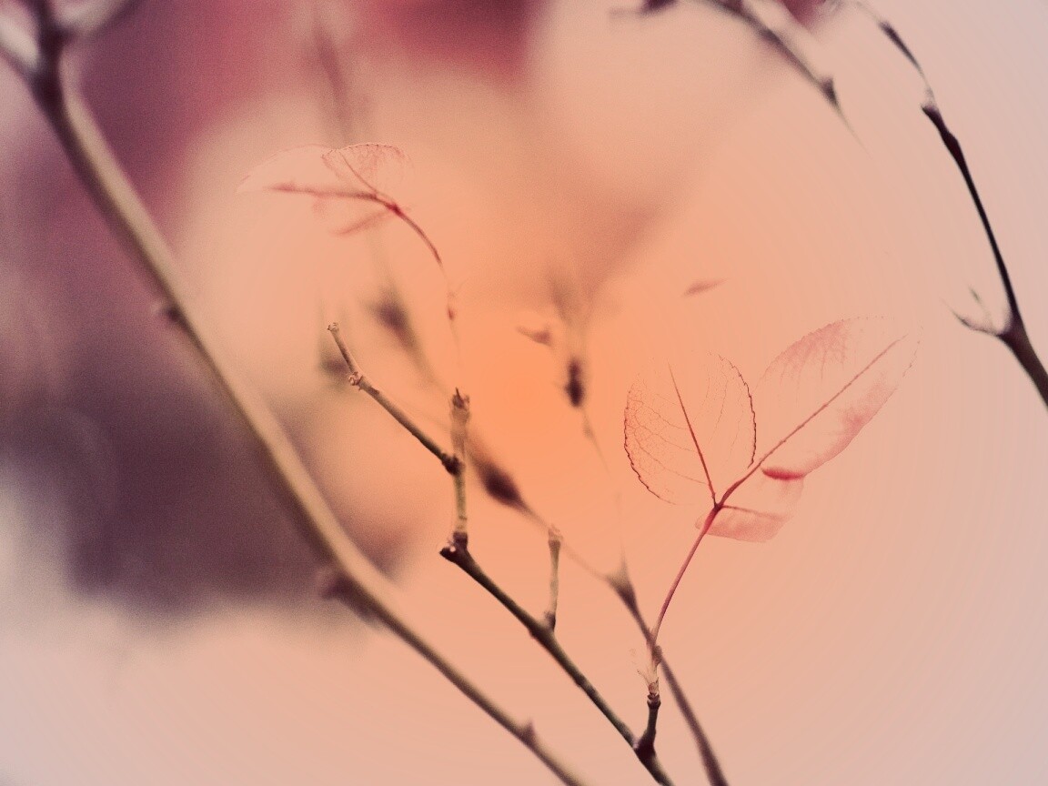 Красные листики обои