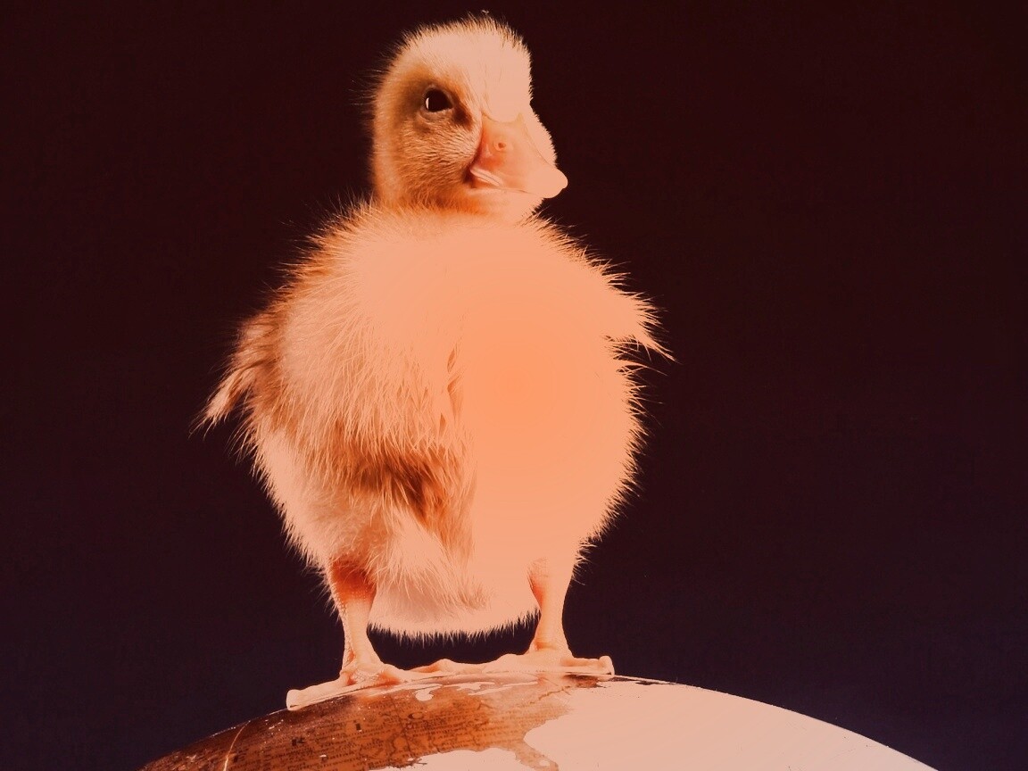 Утёнок на глобусе обои