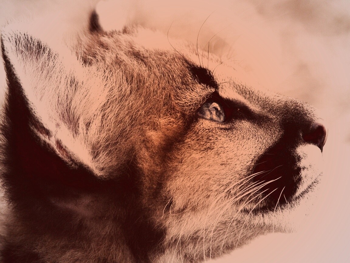 Оцелот смотрит вдаль обои