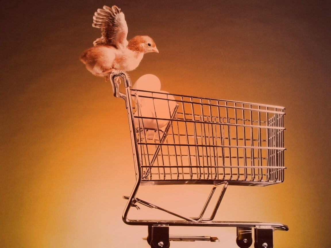 Цыплёнок покупает яйца обои