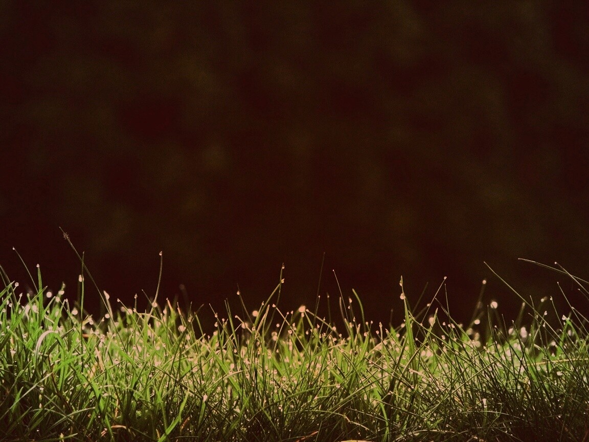 Трава после дождя обои