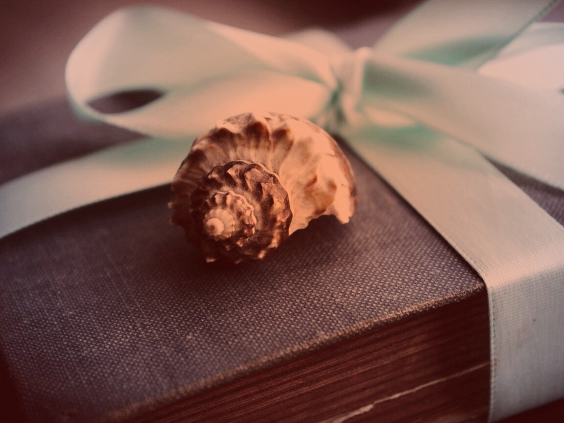 Ракушка на подарочном альбоме обои