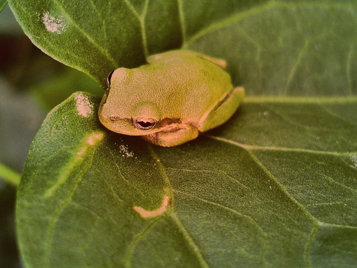 Лягушка на листике обои