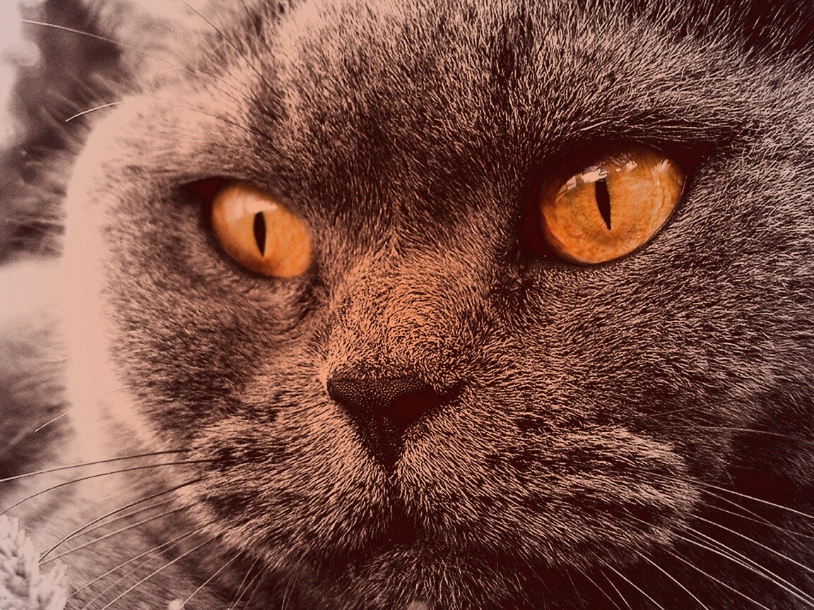 Кот с оранжевыми глазами обои