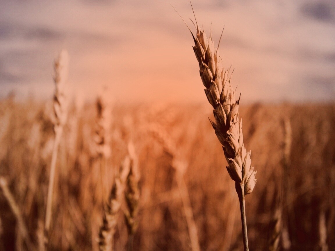 Колосок обои