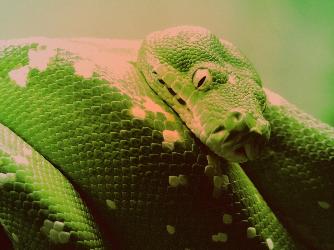 Зелёный питон обои