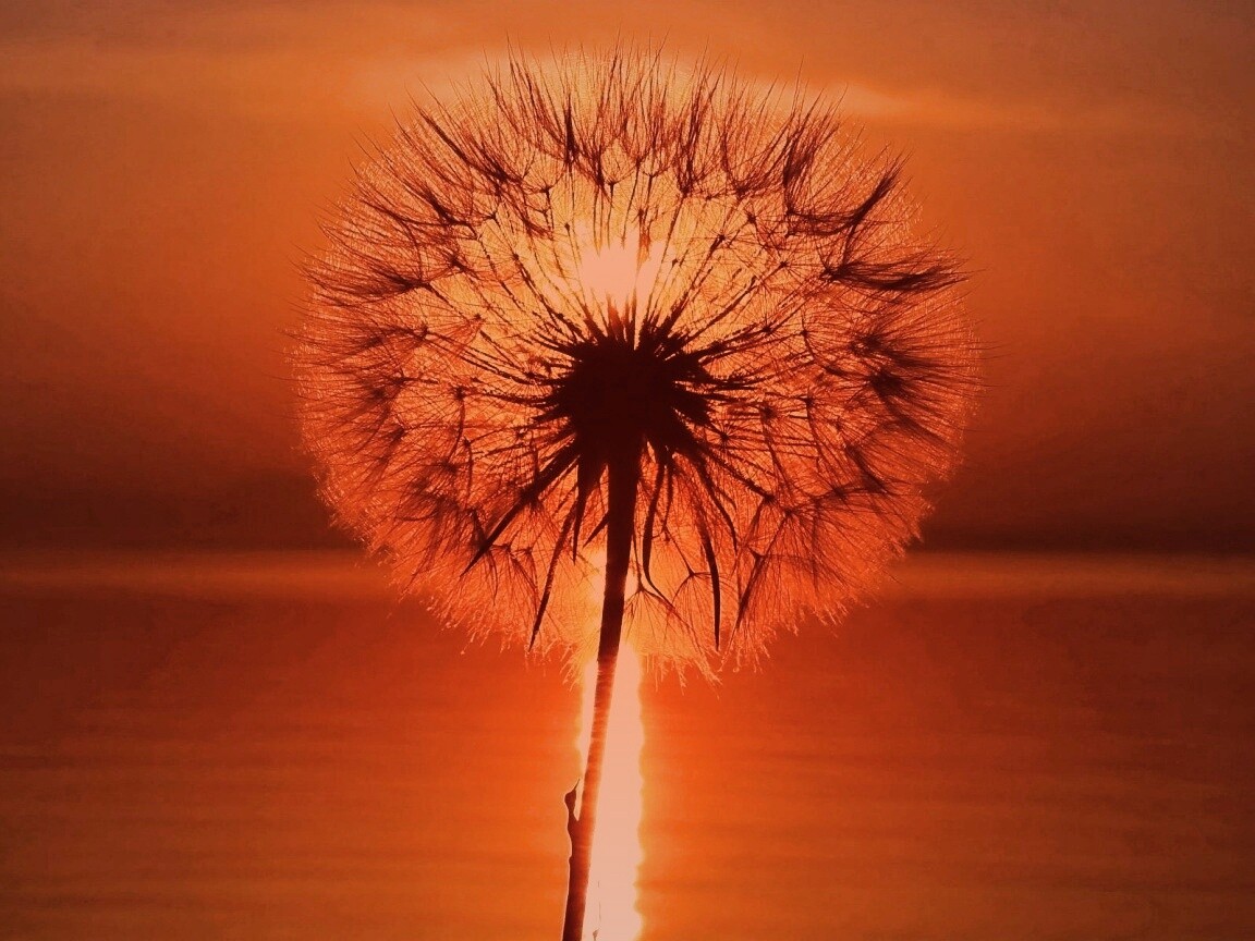 Одуванчик на закател обои
