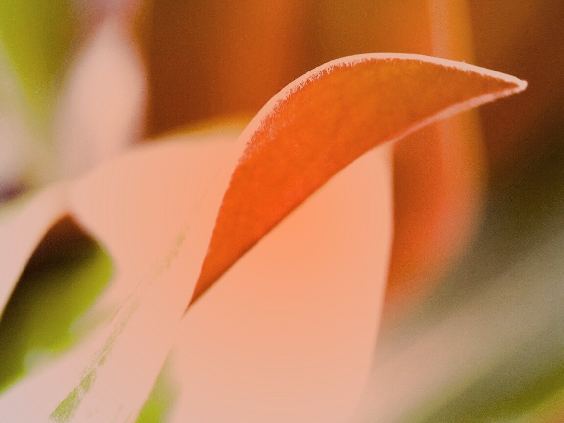 Обратаня сторона листа обои