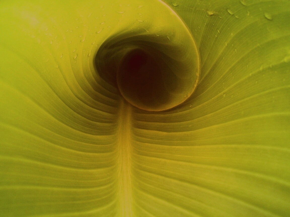 Свернутый в трубочку лист обои