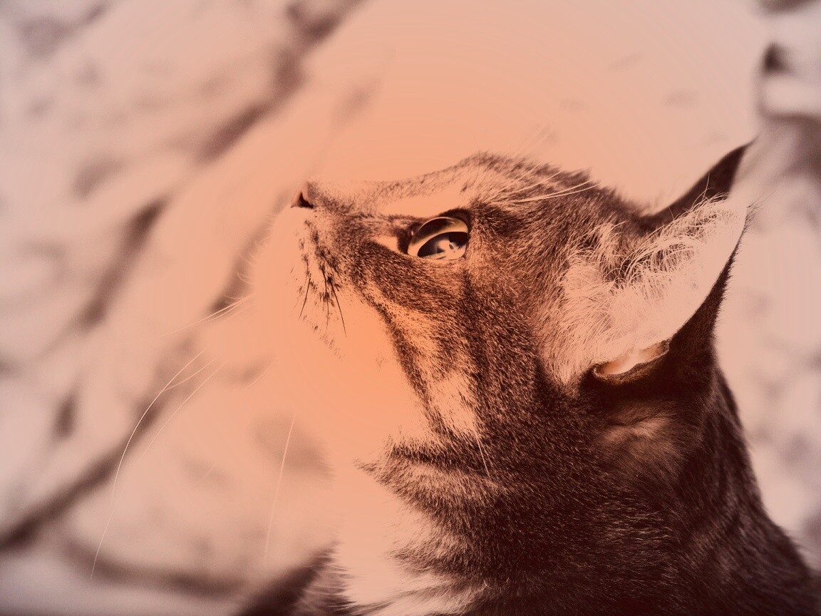 Котик смотрит верх обои