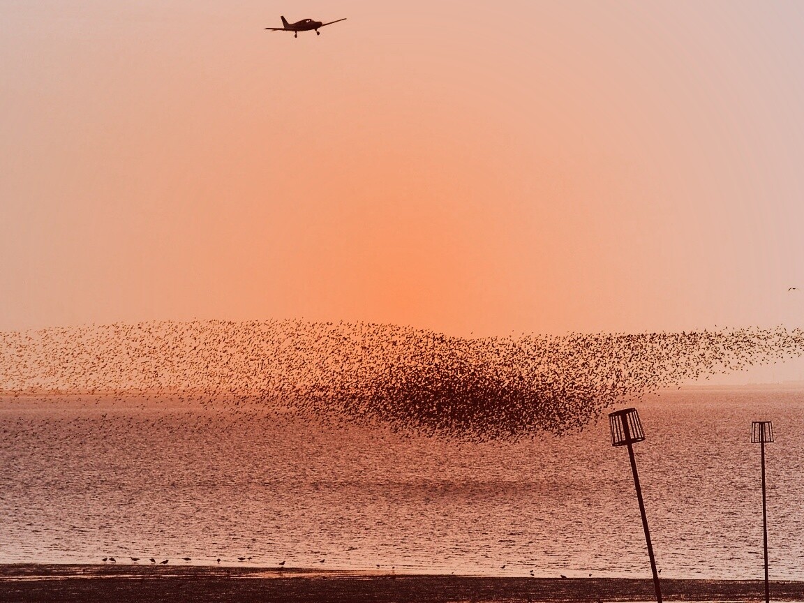 Взлетающая стая птиц обои