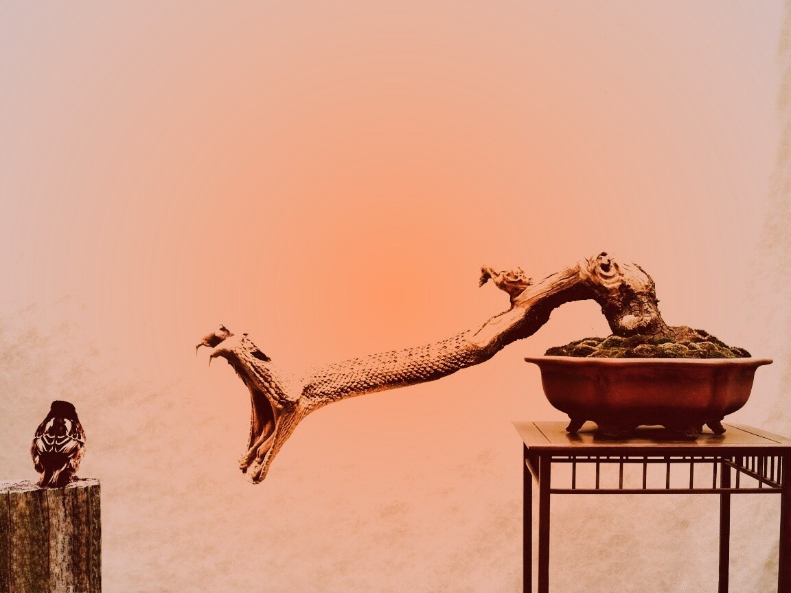 Змея-коряга напдает на птичку обои