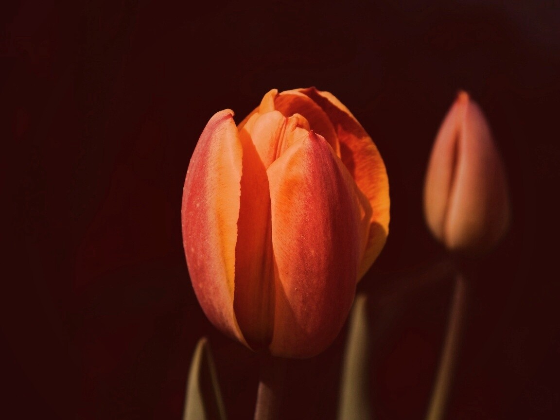 Распускающийся тюльпан обои