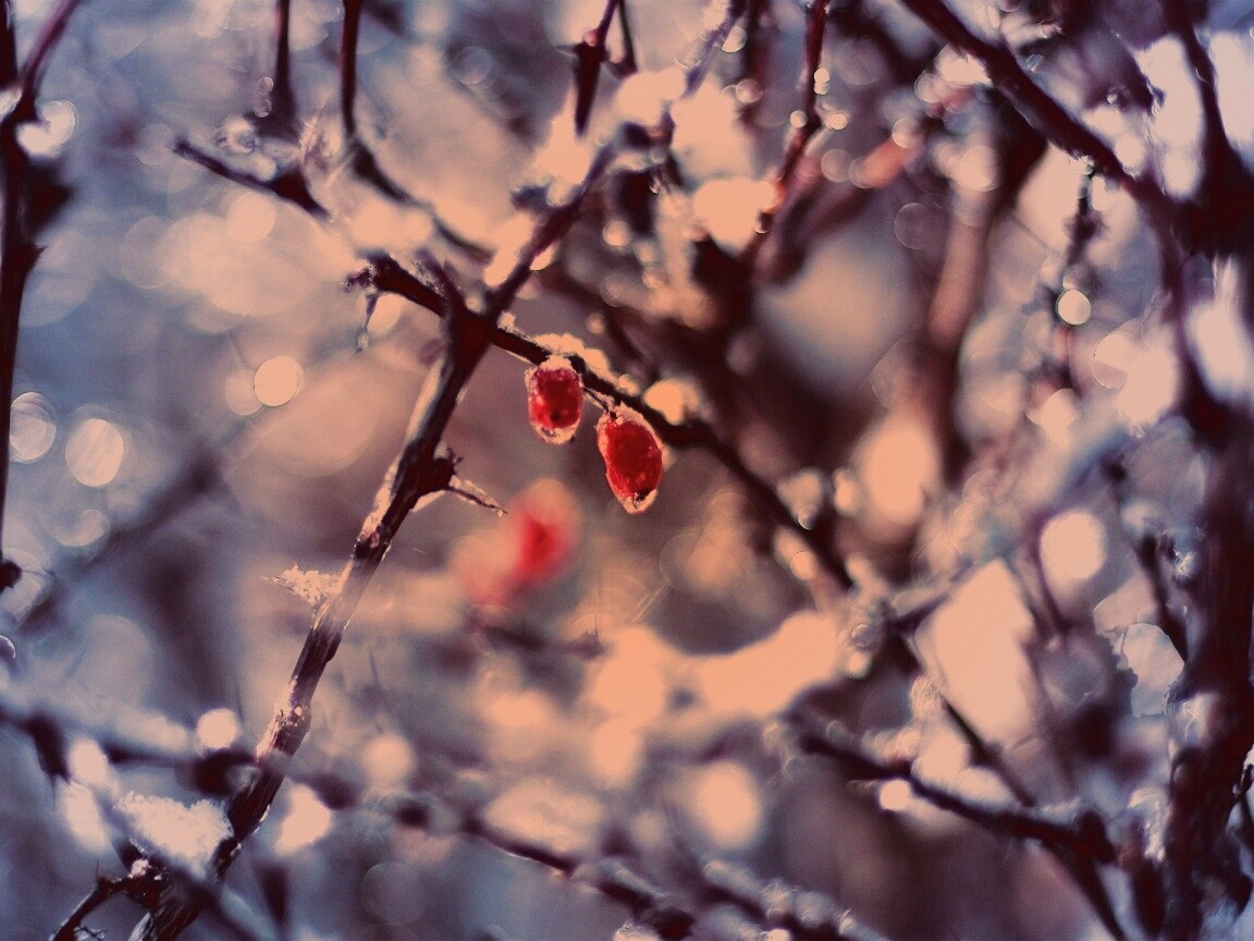 Замерзшие ягоды обои