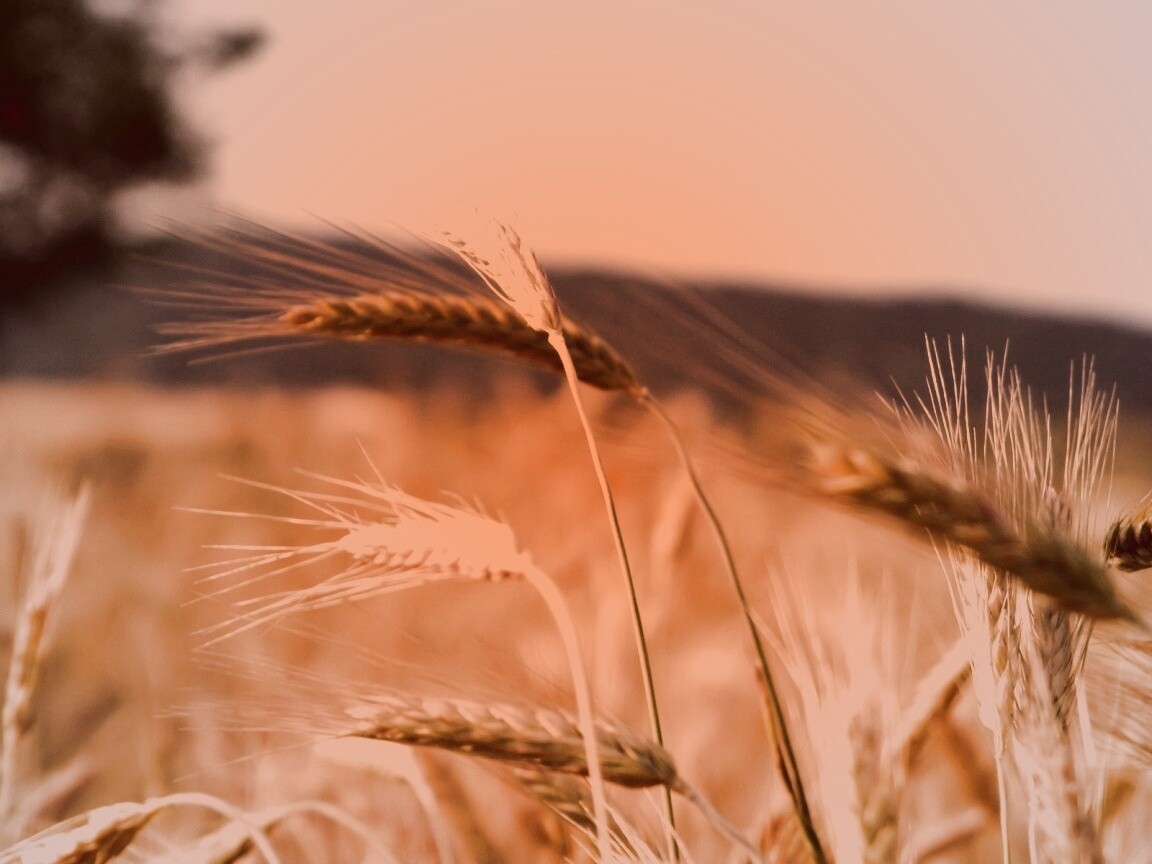 Колоски на ветру обои