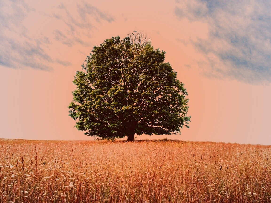 Зеленое дерево в желтом поле обои