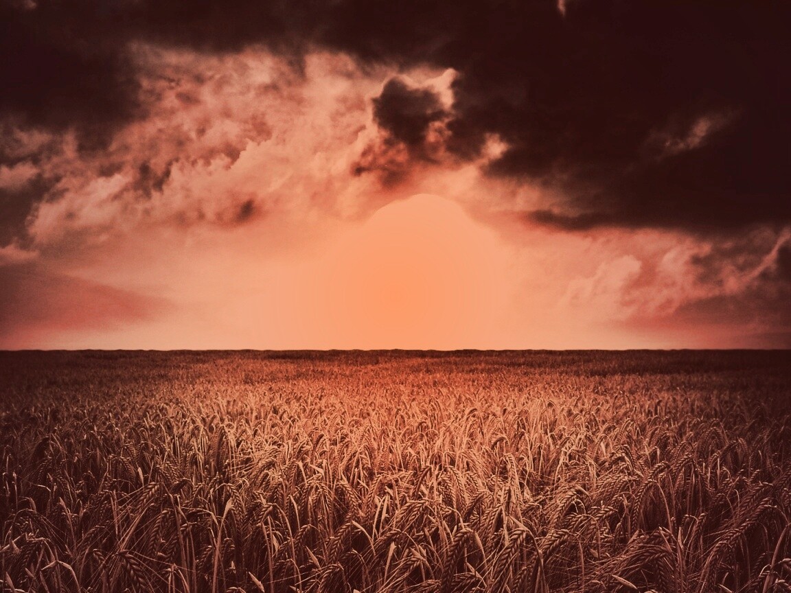 Закат над пшеничным полем обои